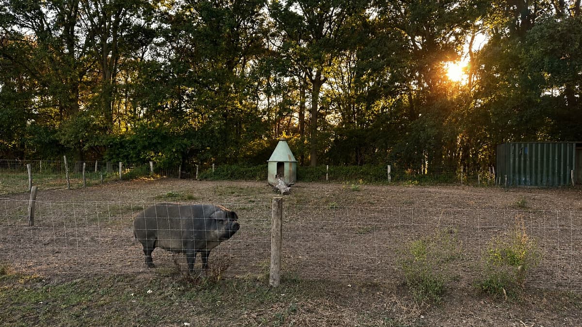 Een varken wroet in het Varkensbos bij zonsondergang