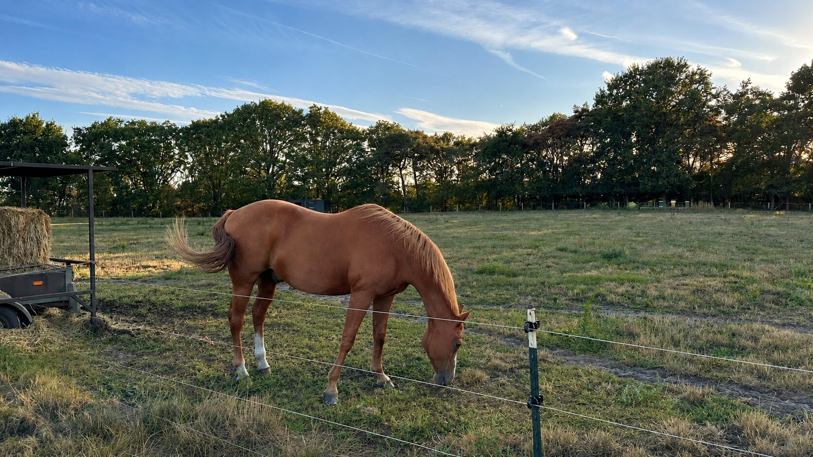 Grazend paard in de wei