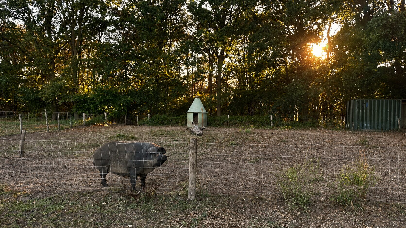 Een varken wroet in het Varkensbos bij zonsondergang